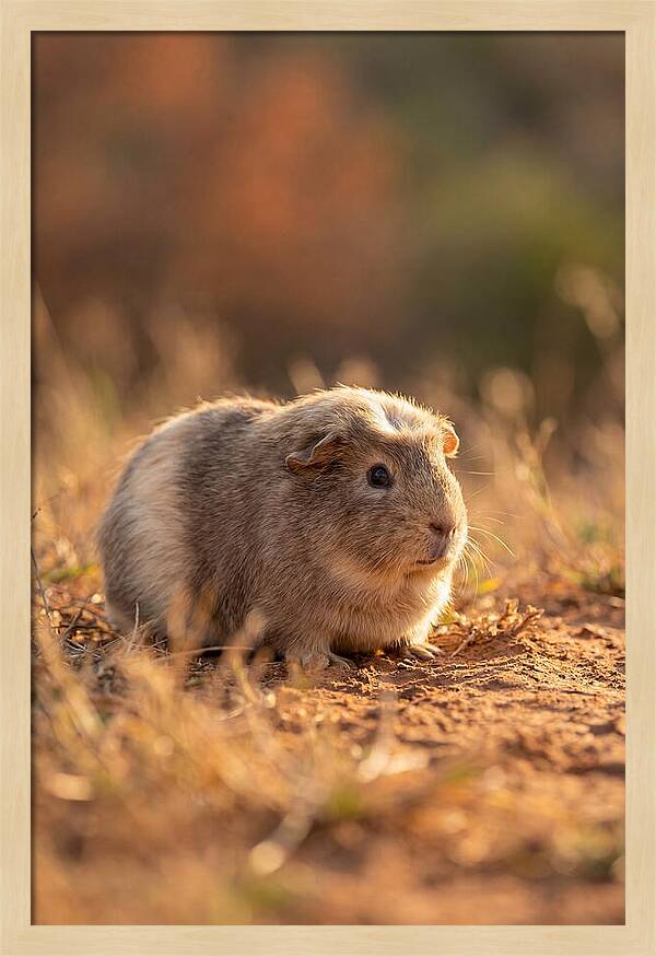 Small Guinea Pig In Nature