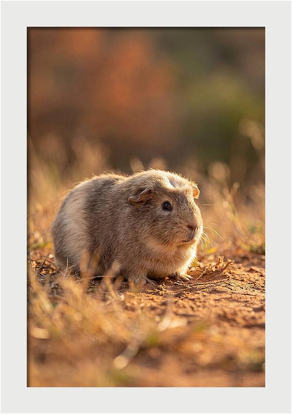 Small Guinea Pig In Nature