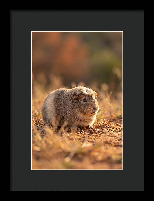 Small Guinea Pig In Nature