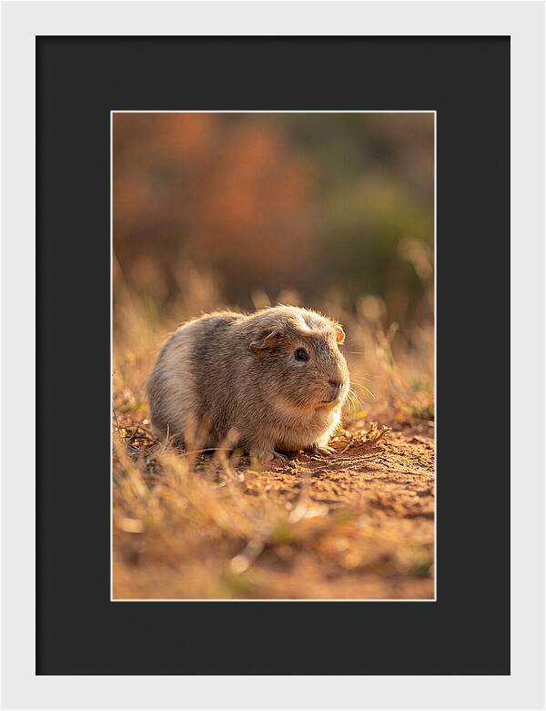 Small Guinea Pig In Nature