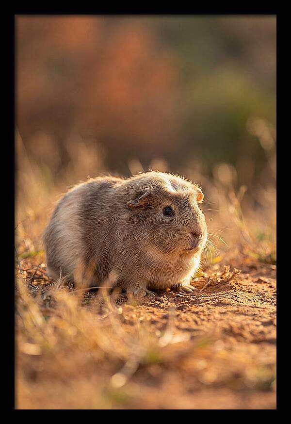 Small Guinea Pig In Nature