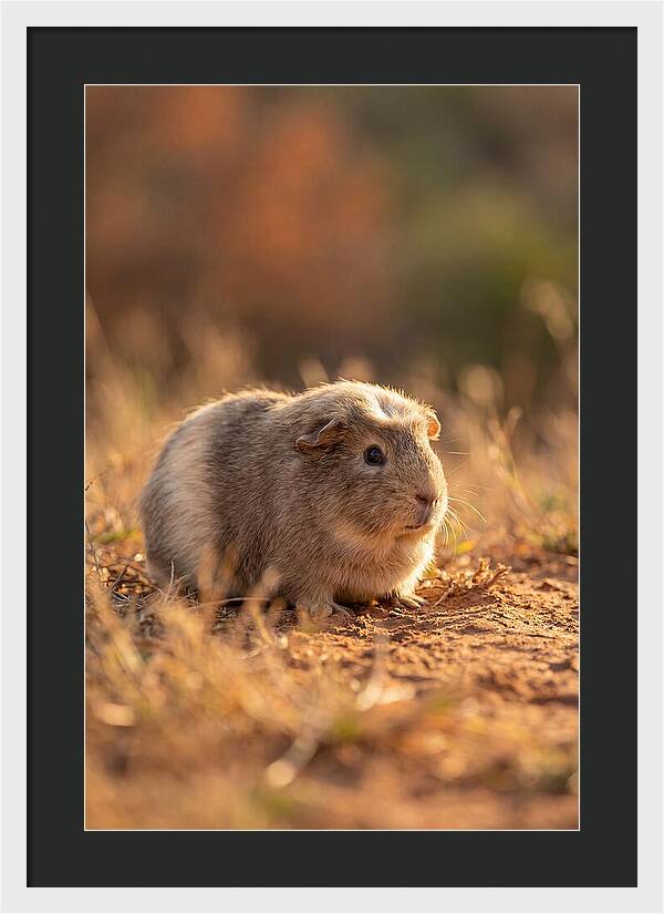 Small Guinea Pig In Nature