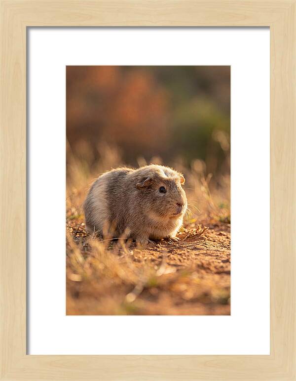 Small Guinea Pig In Nature