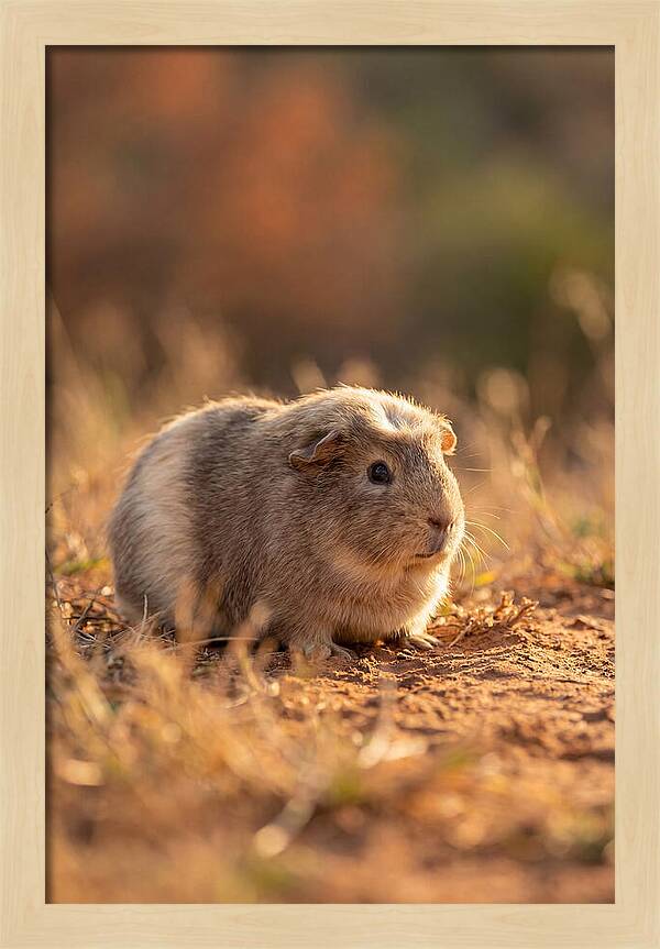 Small Guinea Pig In Nature