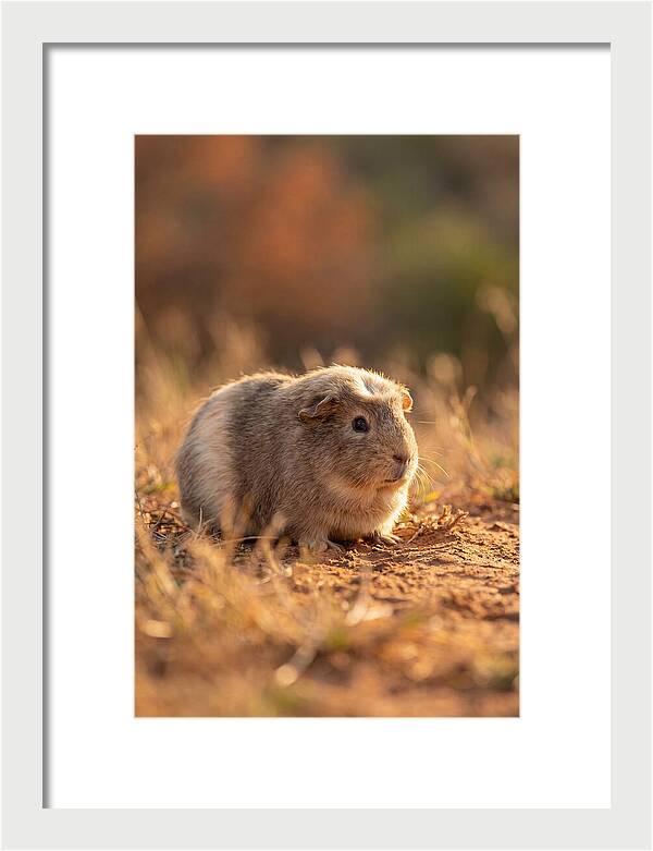 Small Guinea Pig In Nature