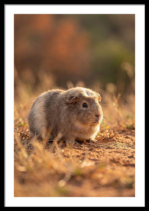 Small Guinea Pig In Nature