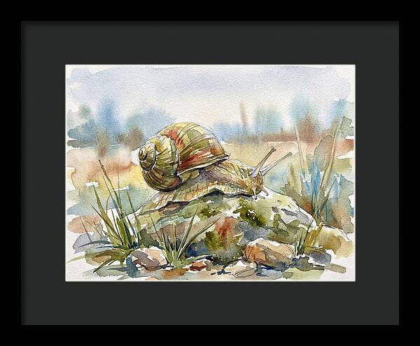 Snail On A Rock