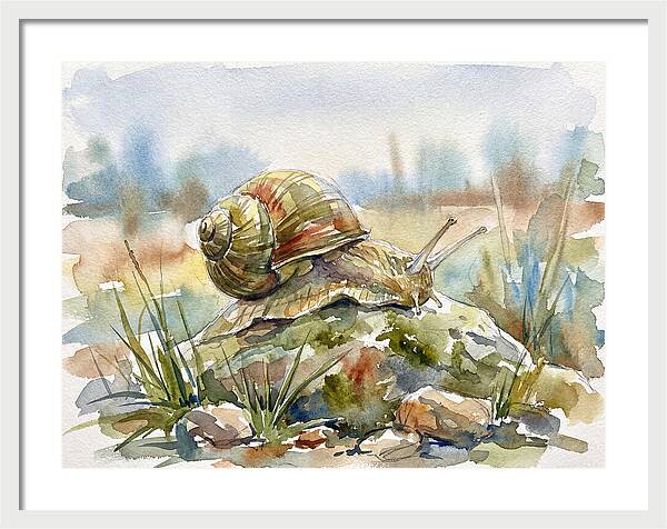 Snail On A Rock