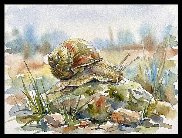 Snail On A Rock