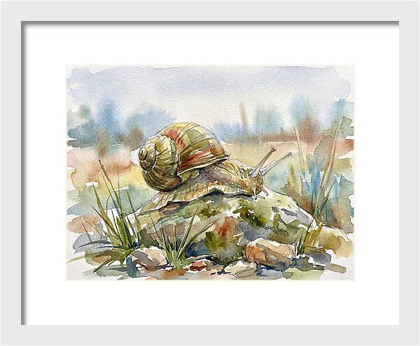 Snail On A Rock