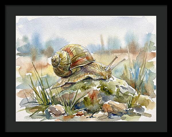Snail On A Rock