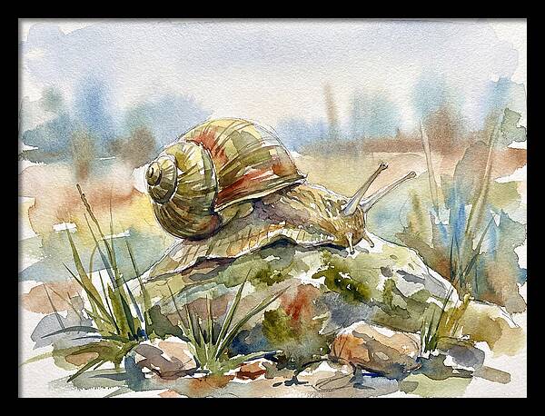 Snail On A Rock