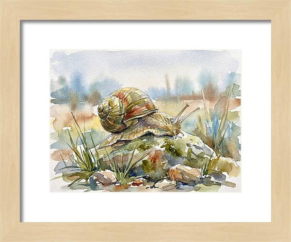 Snail On A Rock