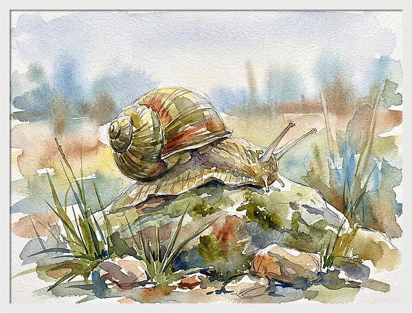 Snail On A Rock