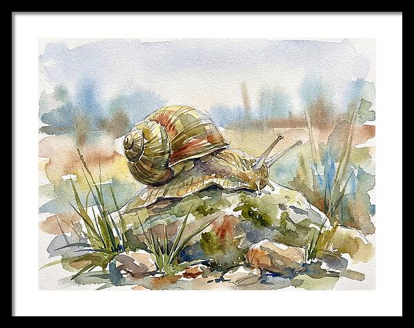 Snail On A Rock