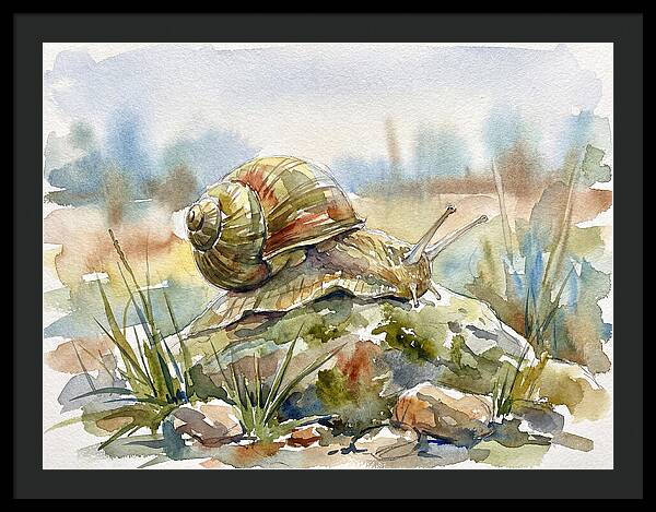 Snail On A Rock