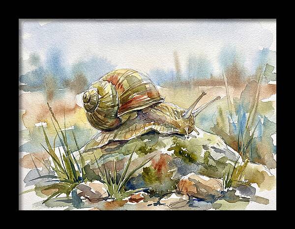 Snail On A Rock