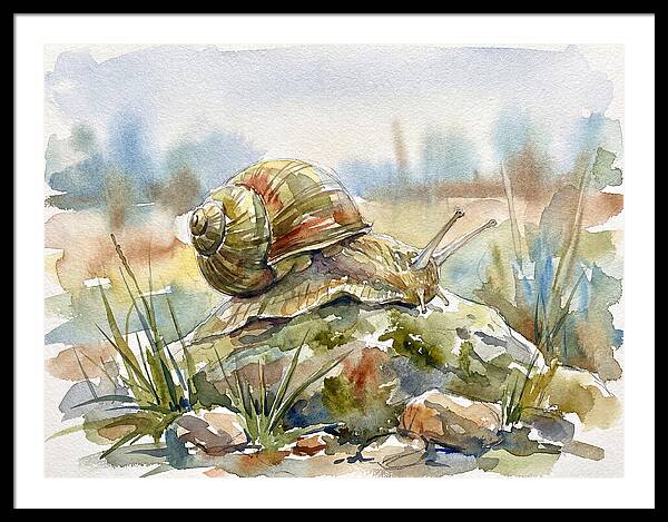 Snail On A Rock