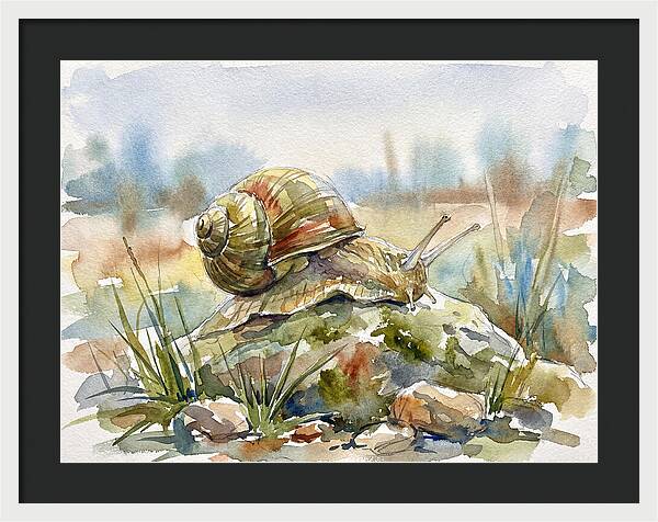 Snail On A Rock