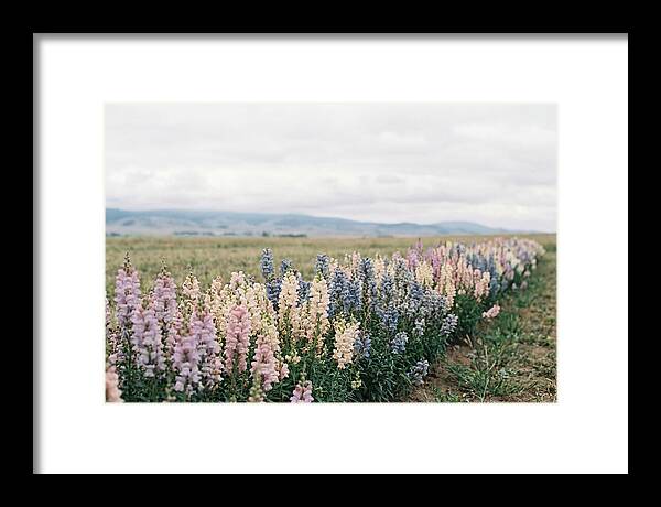 Snapdragon Row In Mixed Candy Colors