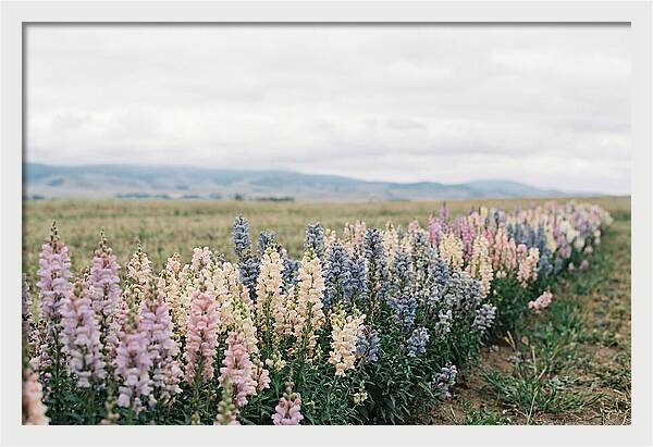Snapdragon Row In Mixed Candy Colors