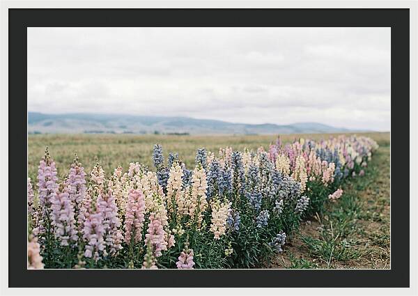 Snapdragon Row In Mixed Candy Colors