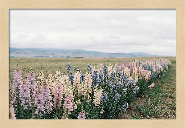 Snapdragon Row In Mixed Candy Colors