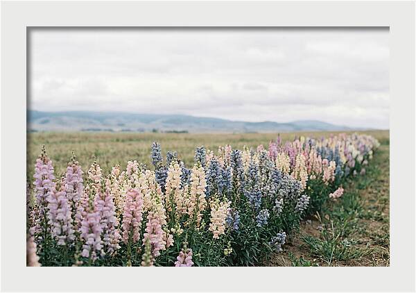 Snapdragon Row In Mixed Candy Colors