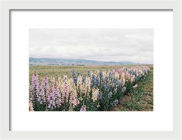 Snapdragon Row In Mixed Candy Colors