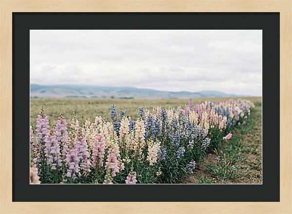 Snapdragon Row In Mixed Candy Colors