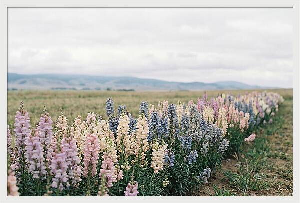 Snapdragon Row In Mixed Candy Colors