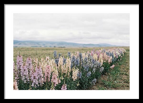 Snapdragon Row In Mixed Candy Colors