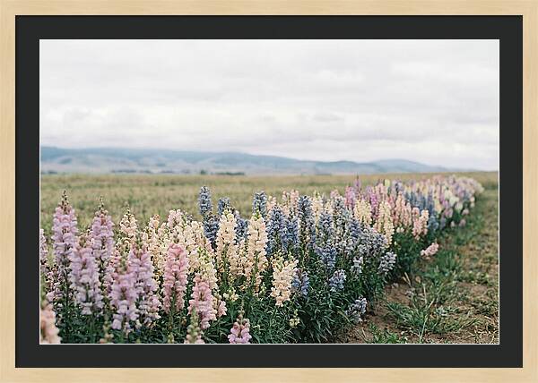 Snapdragon Row In Mixed Candy Colors