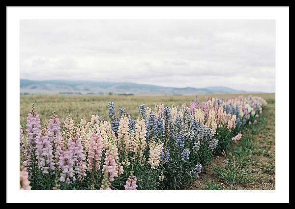 Snapdragon Row In Mixed Candy Colors