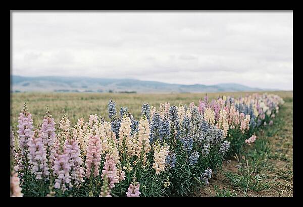 Snapdragon Row In Mixed Candy Colors