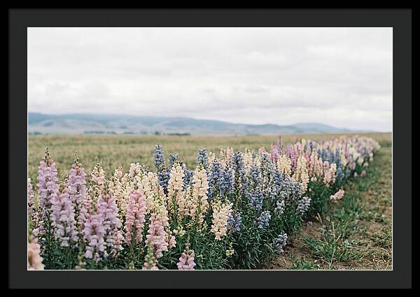 Snapdragon Row In Mixed Candy Colors