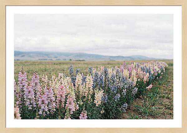 Snapdragon Row In Mixed Candy Colors
