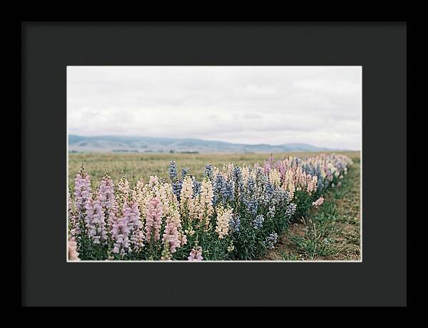 Snapdragon Row In Mixed Candy Colors