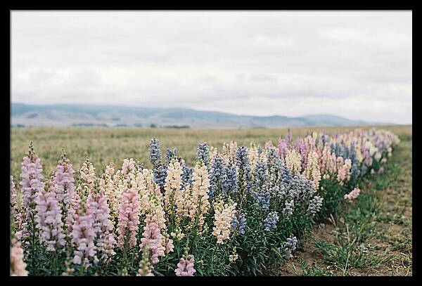 Snapdragon Row In Mixed Candy Colors
