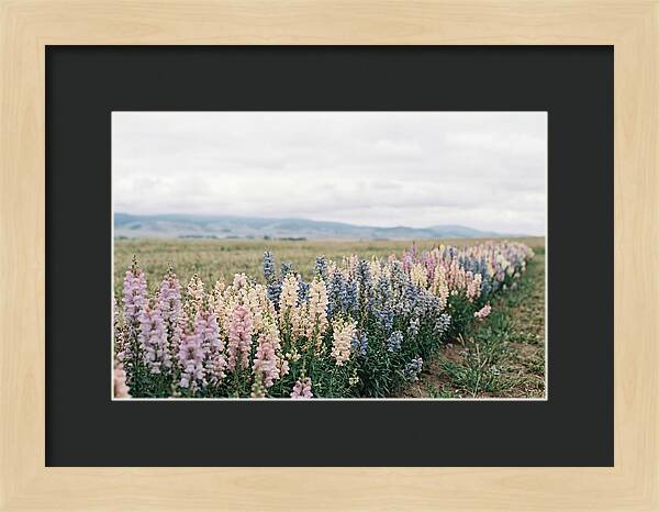 Snapdragon Row In Mixed Candy Colors