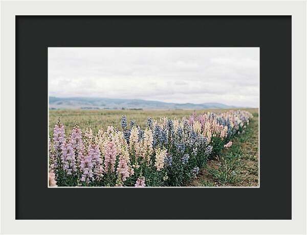 Snapdragon Row In Mixed Candy Colors