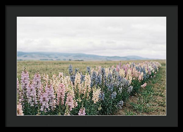 Snapdragon Row In Mixed Candy Colors