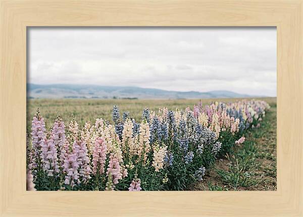 Snapdragon Row In Mixed Candy Colors