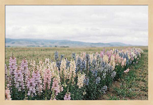 Snapdragon Row In Mixed Candy Colors