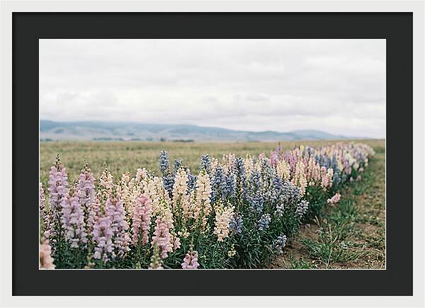 Snapdragon Row In Mixed Candy Colors