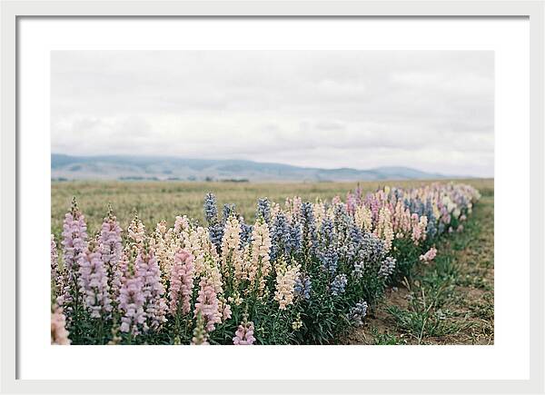 Snapdragon Row In Mixed Candy Colors