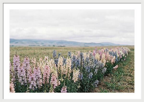 Snapdragon Row In Mixed Candy Colors