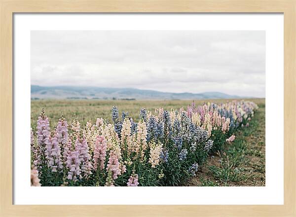 Snapdragon Row In Mixed Candy Colors