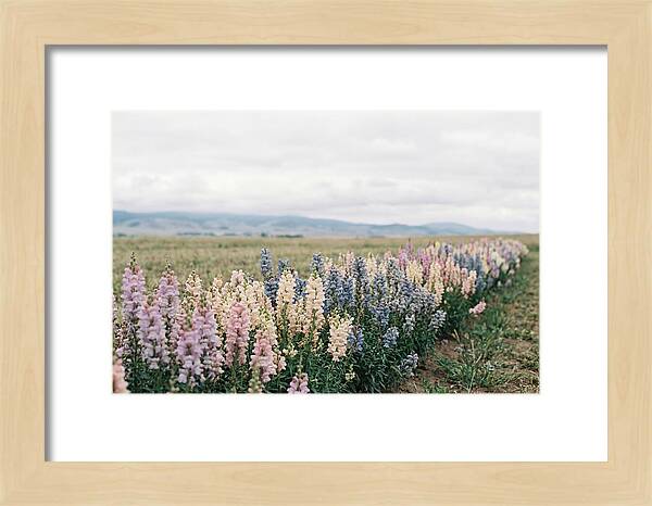 Snapdragon Row In Mixed Candy Colors