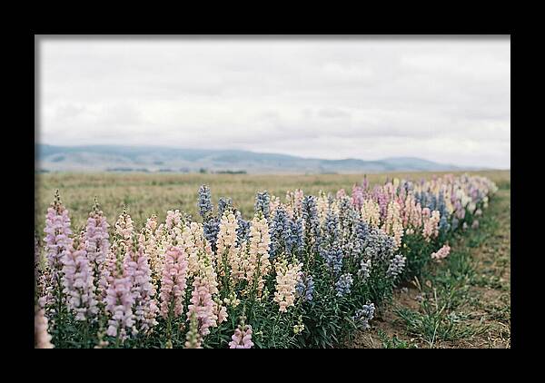 Snapdragon Row In Mixed Candy Colors